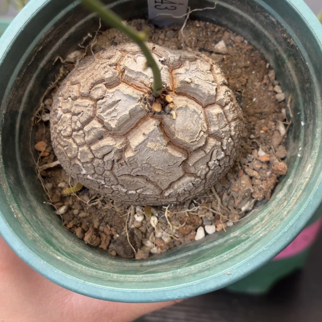 1943龟甲龙不退不换