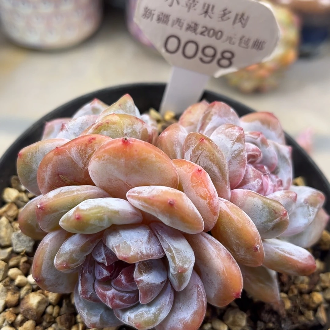 绿底紫心098/9cm3头