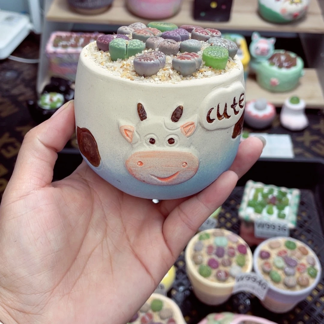 w9943 带盆土发货一物一拍