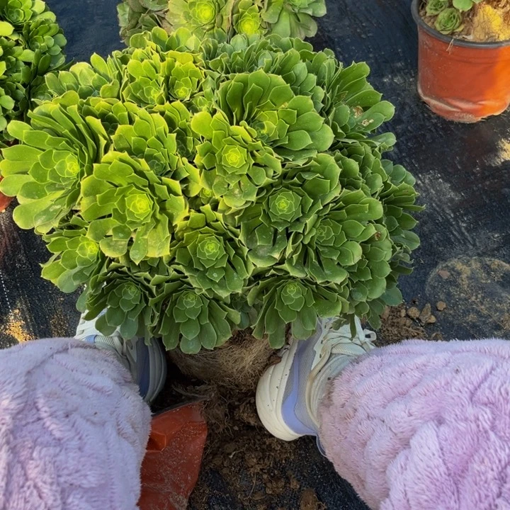 绿羊绒大的多肉植物捧花