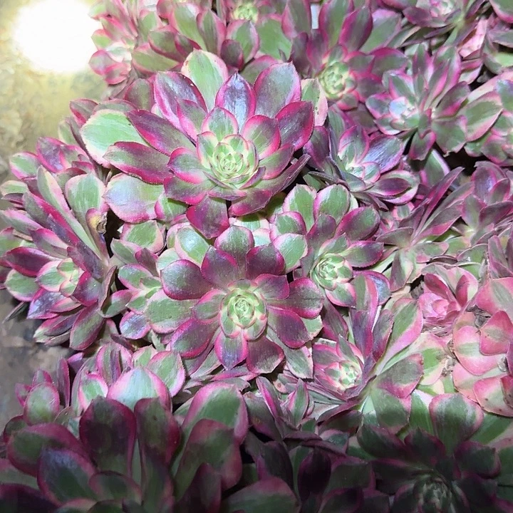 新品种云合老桩亏本福利