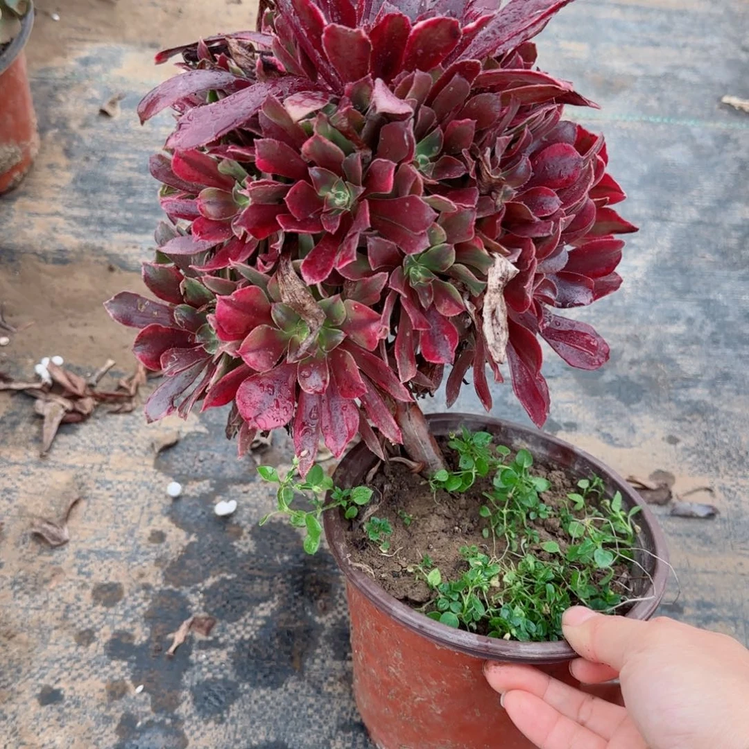 蒙娜丽莎悬崖312满20包邮断枝不包