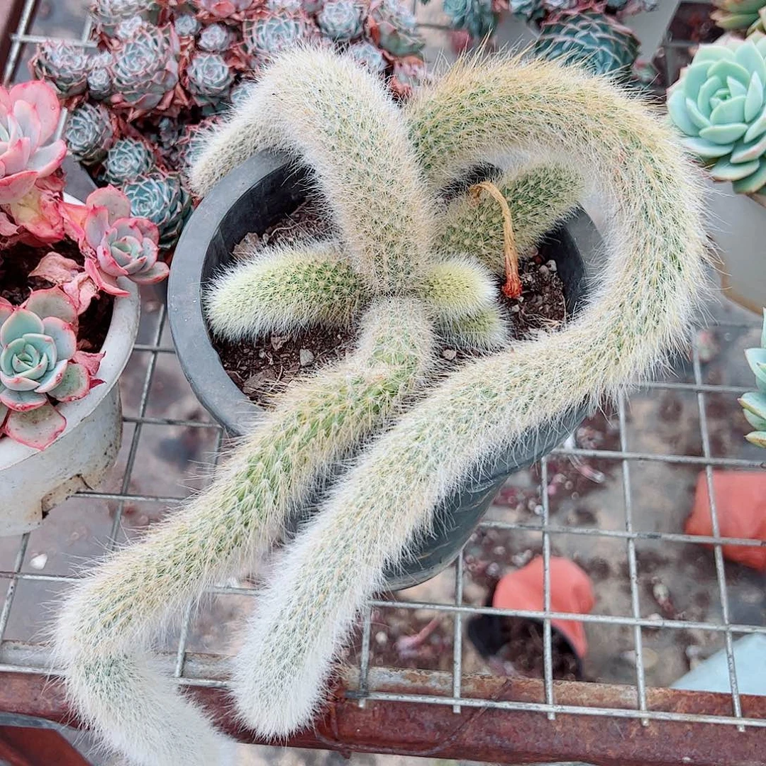 九尾狐多尾精品特价