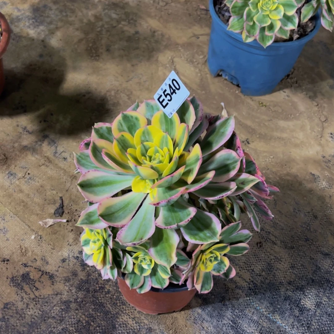 【闪购商品】54000