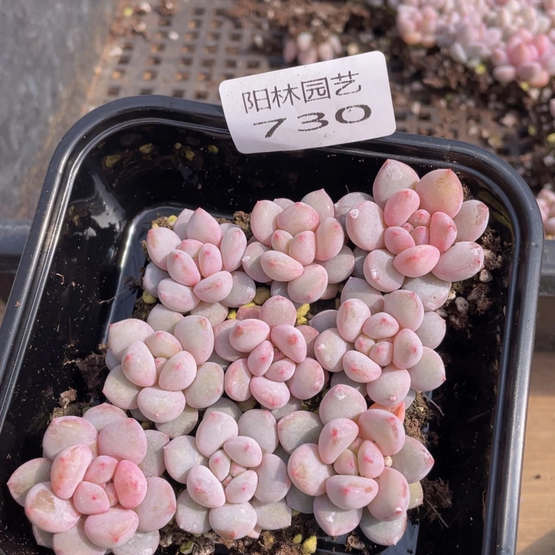 多肉植物多肉植物730