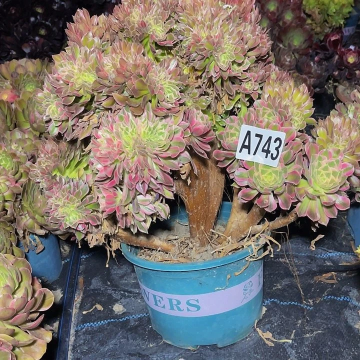 女神法师15—34包邮