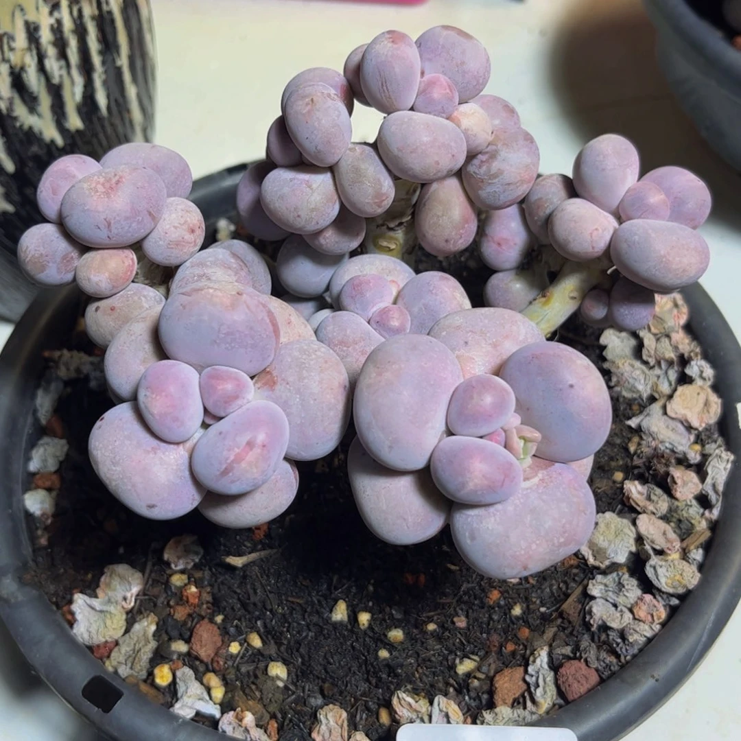 1418芭比奶酪大群多肉植物