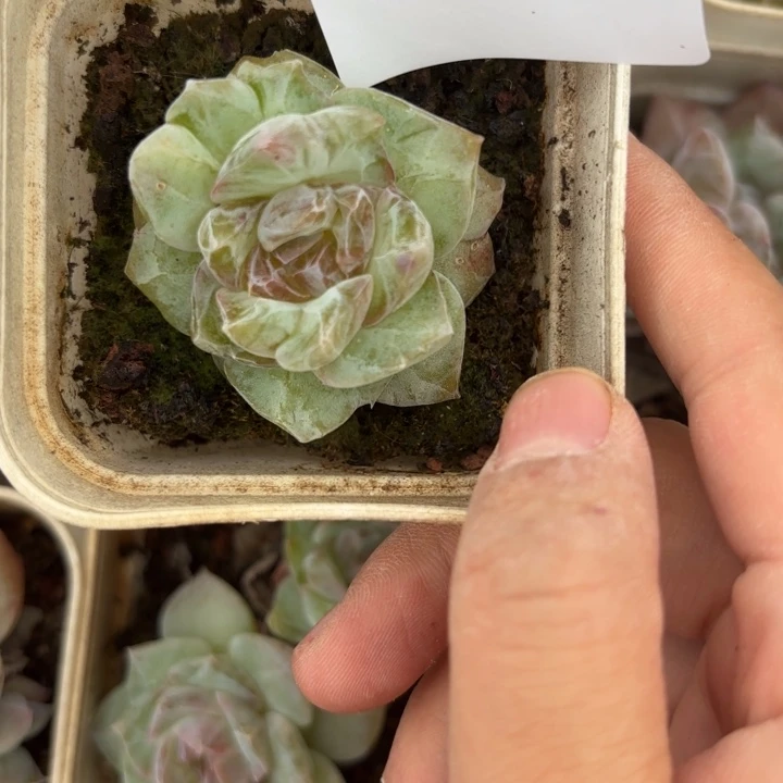 战后323呀呀呀呀呀呀呀呀呀呀