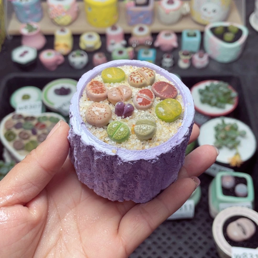 w8314 带盆土发货 -零下地区拍保温箱