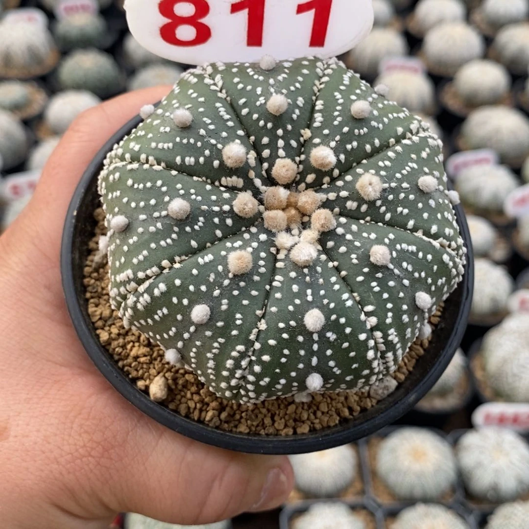 811福利花园基因