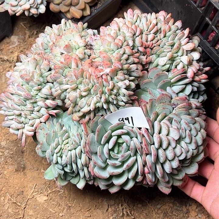 991/////////////////