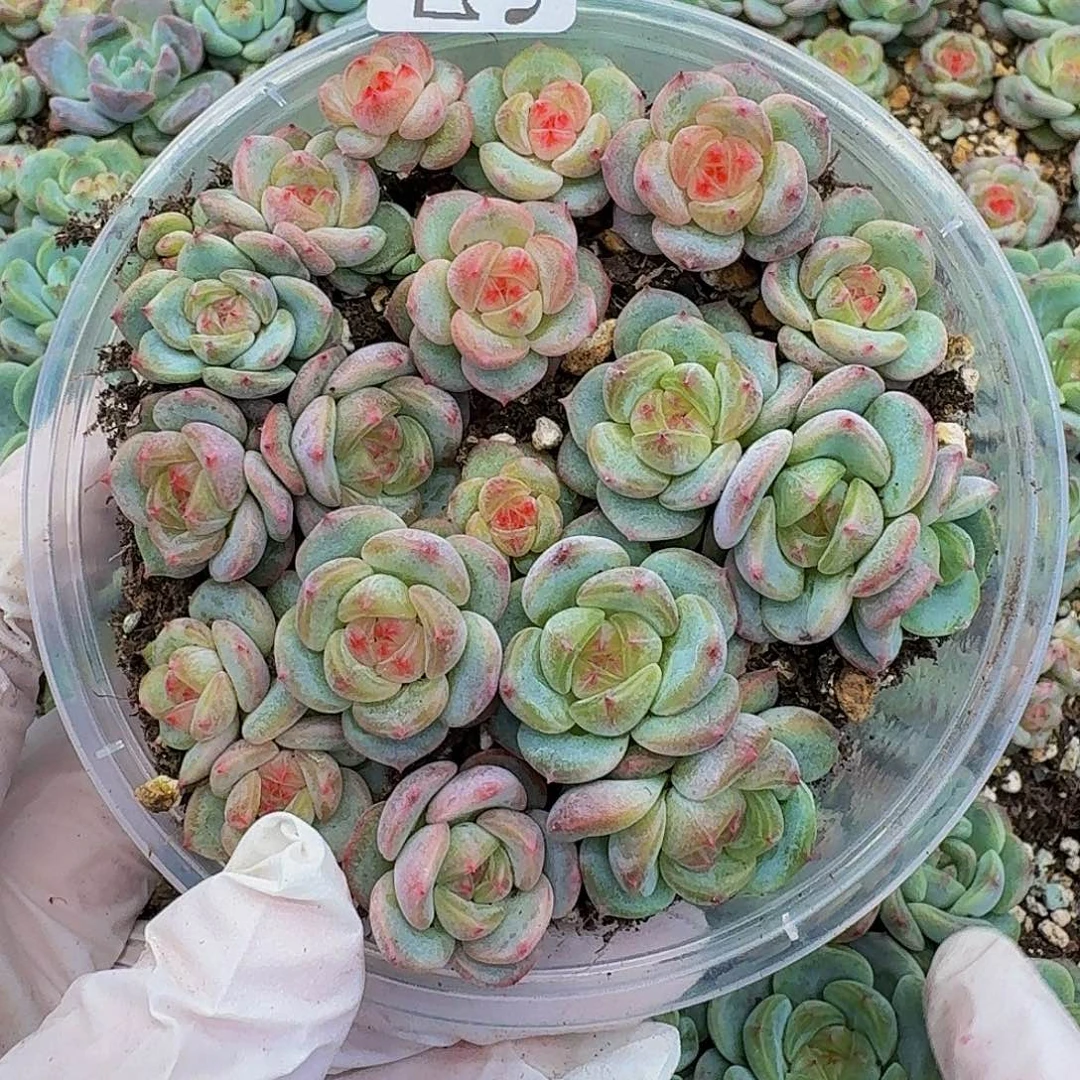 多肉植物多肉植物59