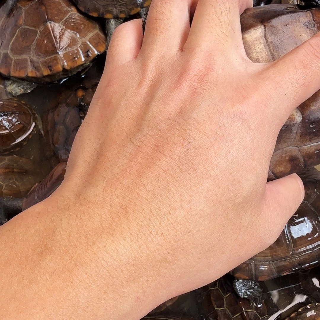 高***峰绿毛龟母66666666666666