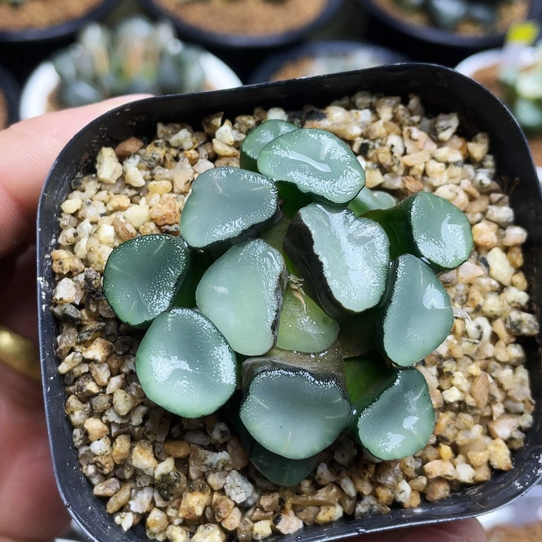 空门万象十二卷多肉