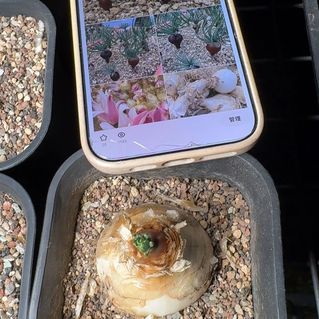 gn大炮香果石蒜带盆