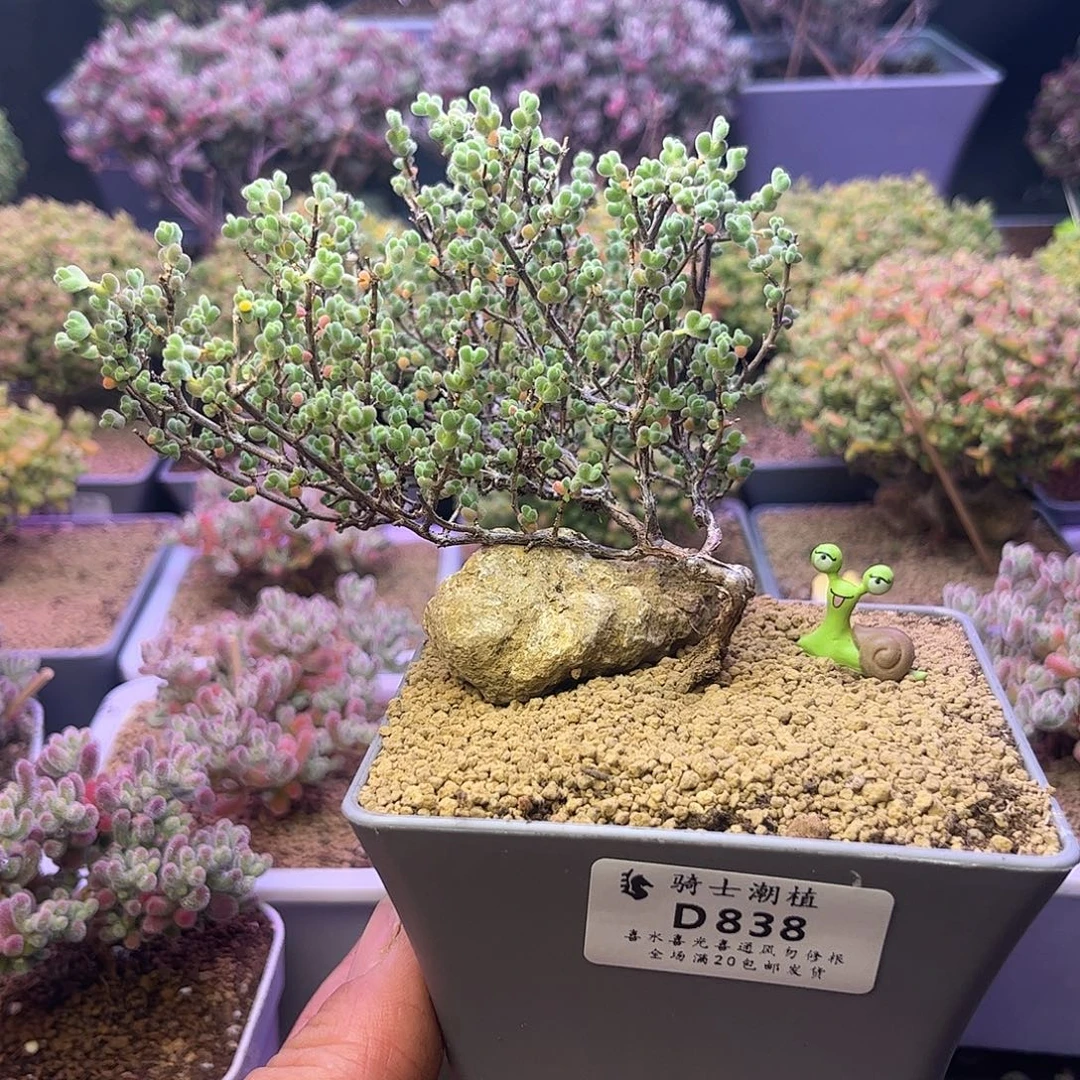 838实生莱斯提根造型桩