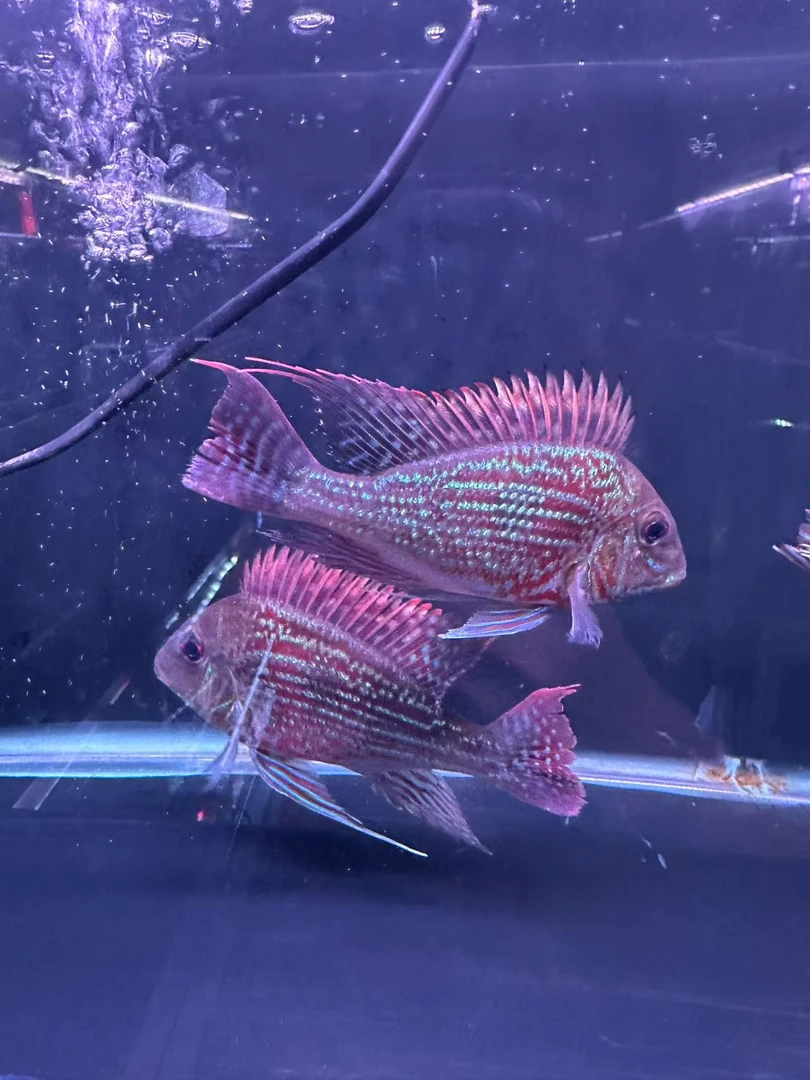 精品斯威尼关刀食土鲷8到10厘米 一条装