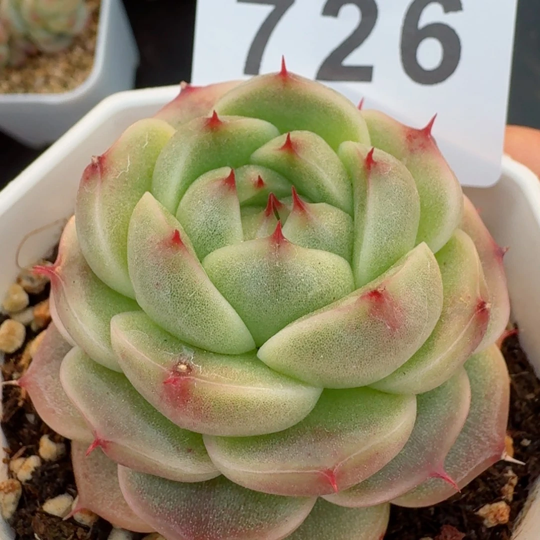 麦秆         精品多肉