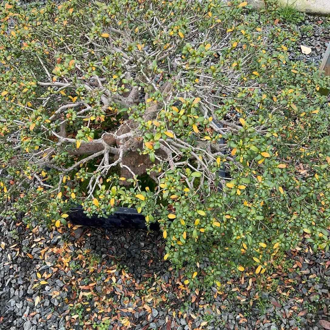 南***山无花朵盆景皋月杜鹃7088