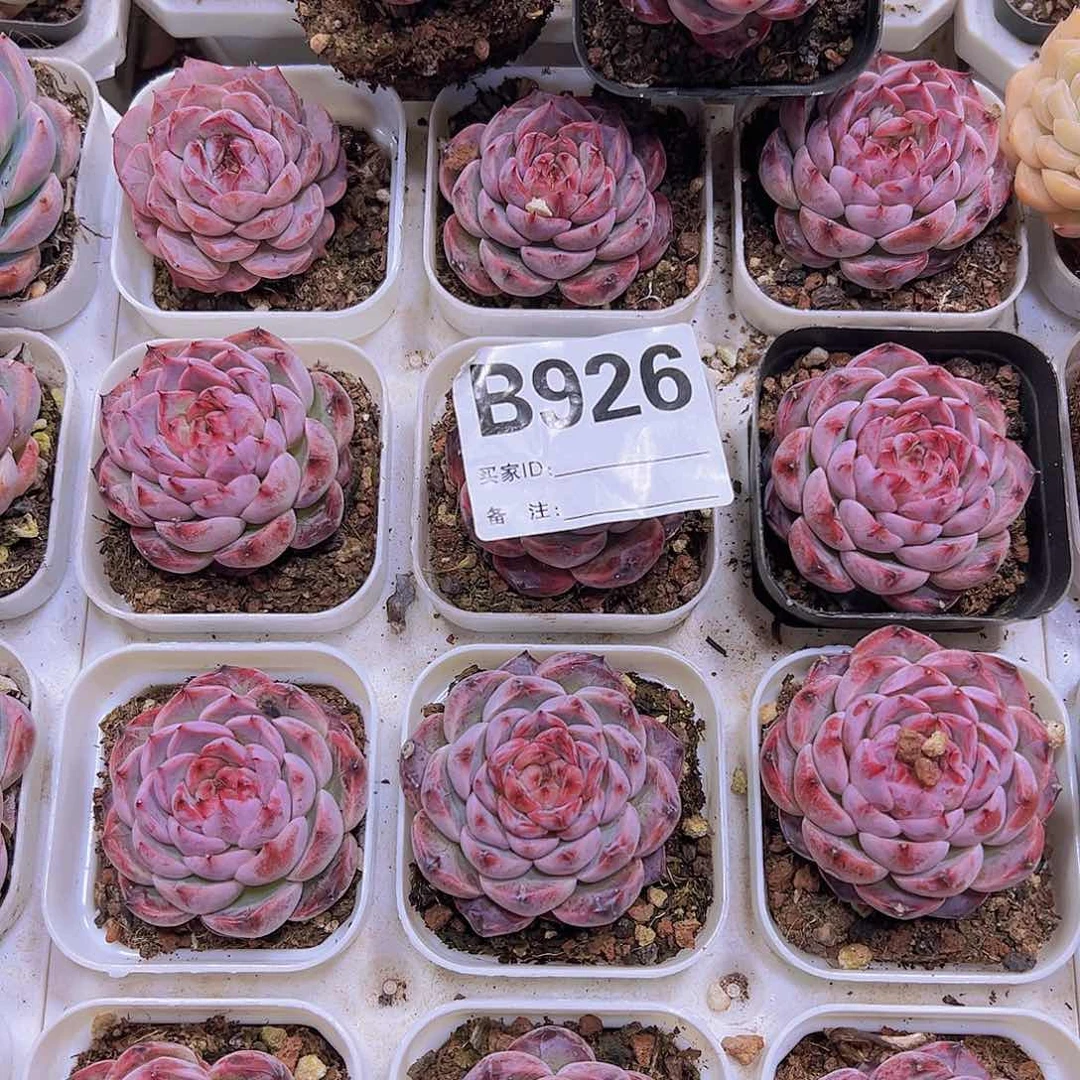 926样品珍妮19包邮多肉