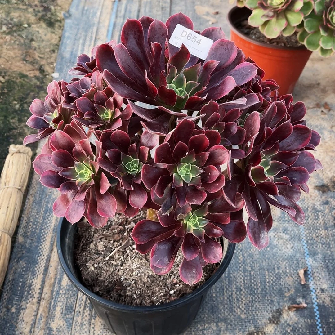 春***明多肉植物654金丝雀