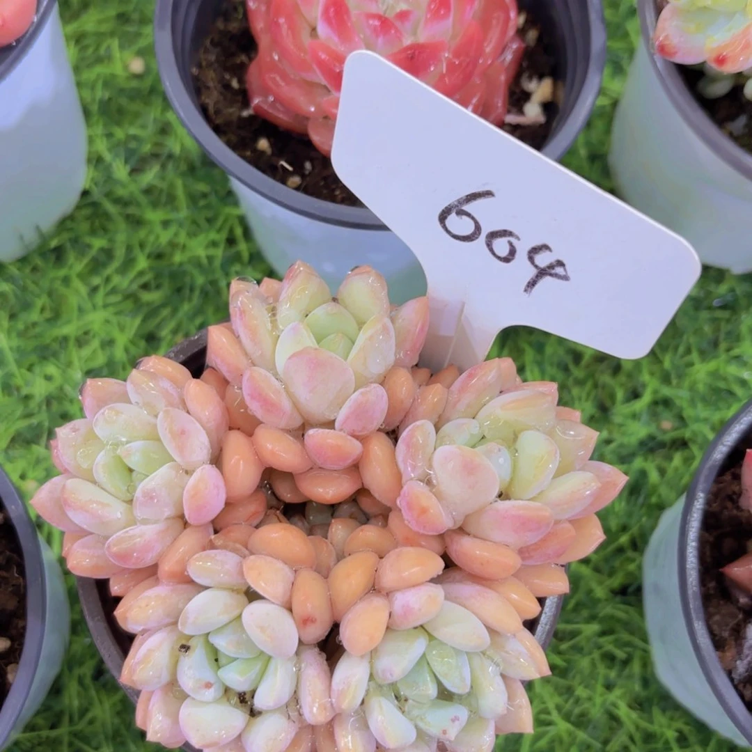 意*我的小可爱们都好可爱