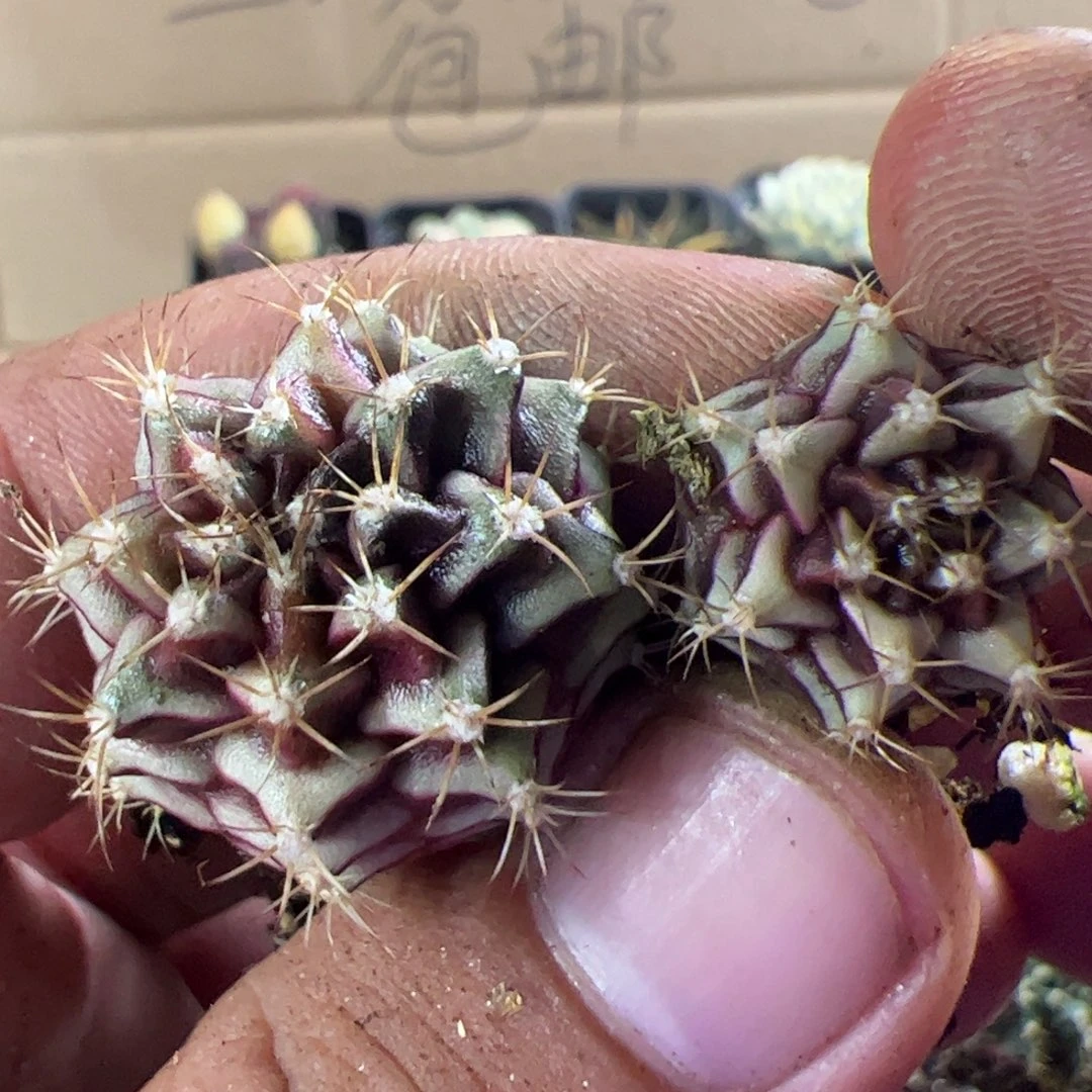 宝***使当前无花栽培后可以开花361