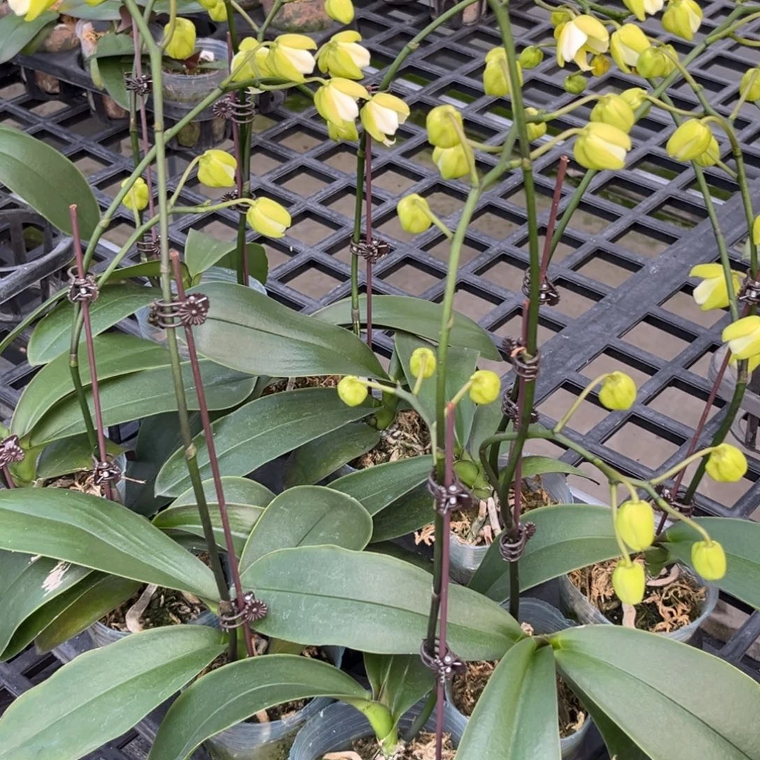 全部花苞2.5寸黄史花苞株