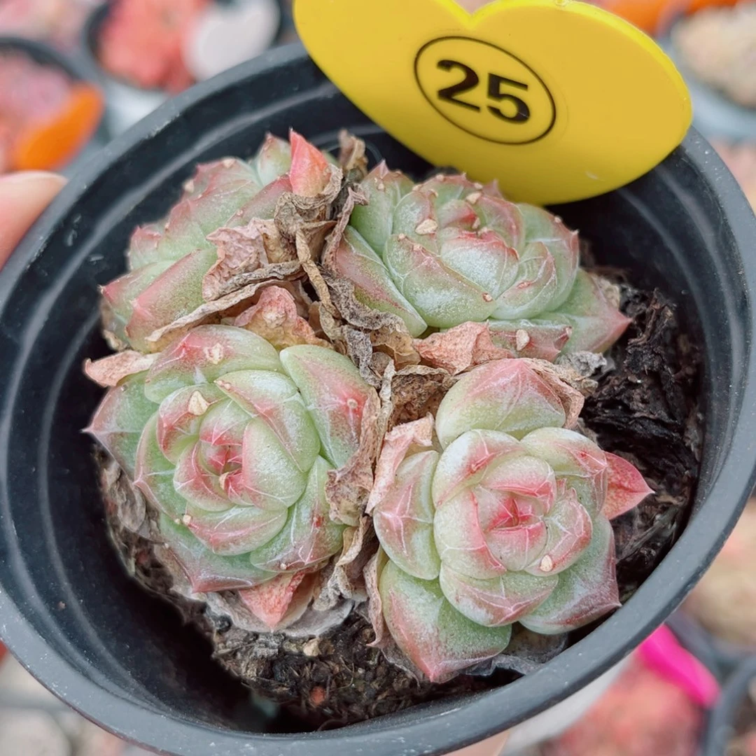 25号小老桩珍妮群