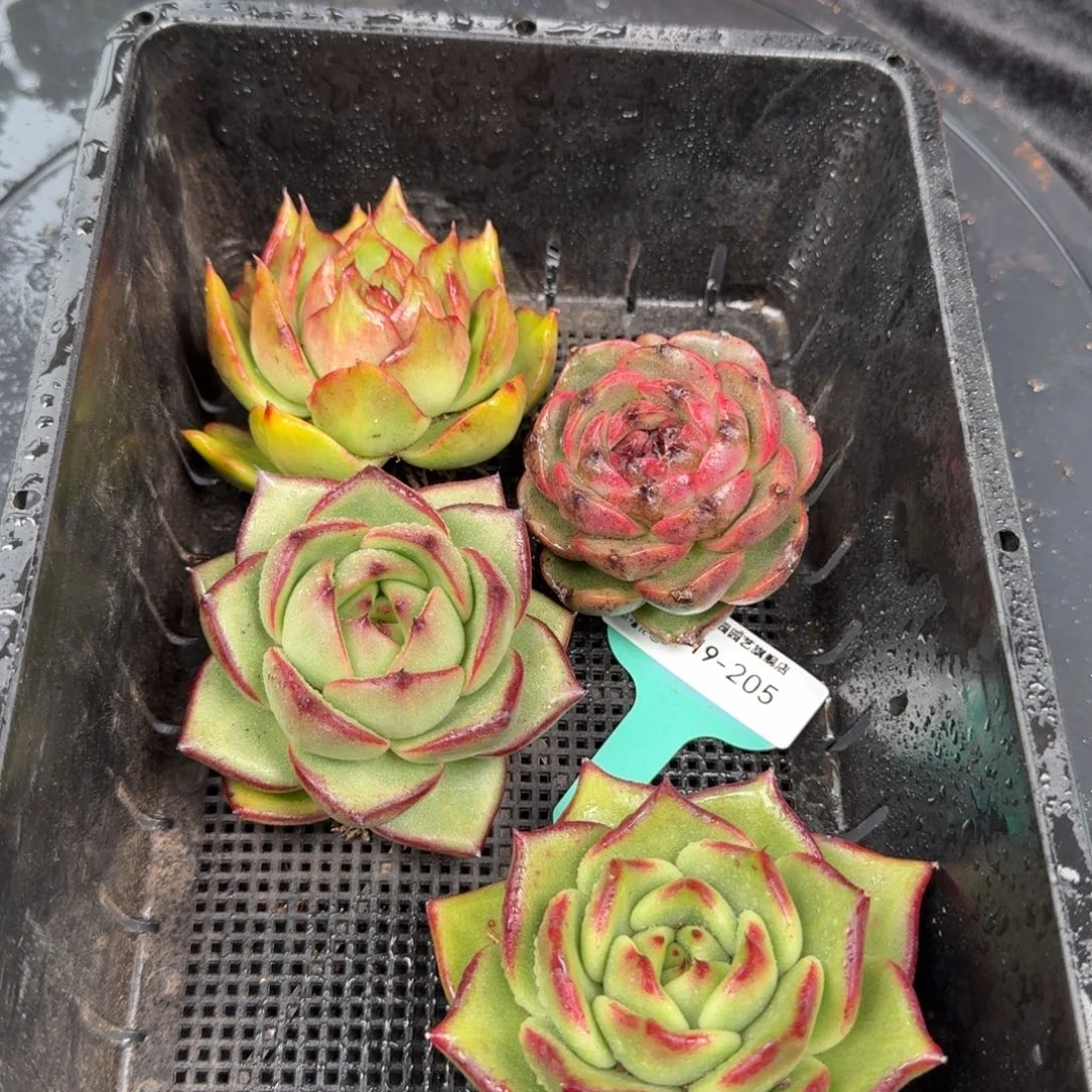 从前慢花园多肉编号1119-205