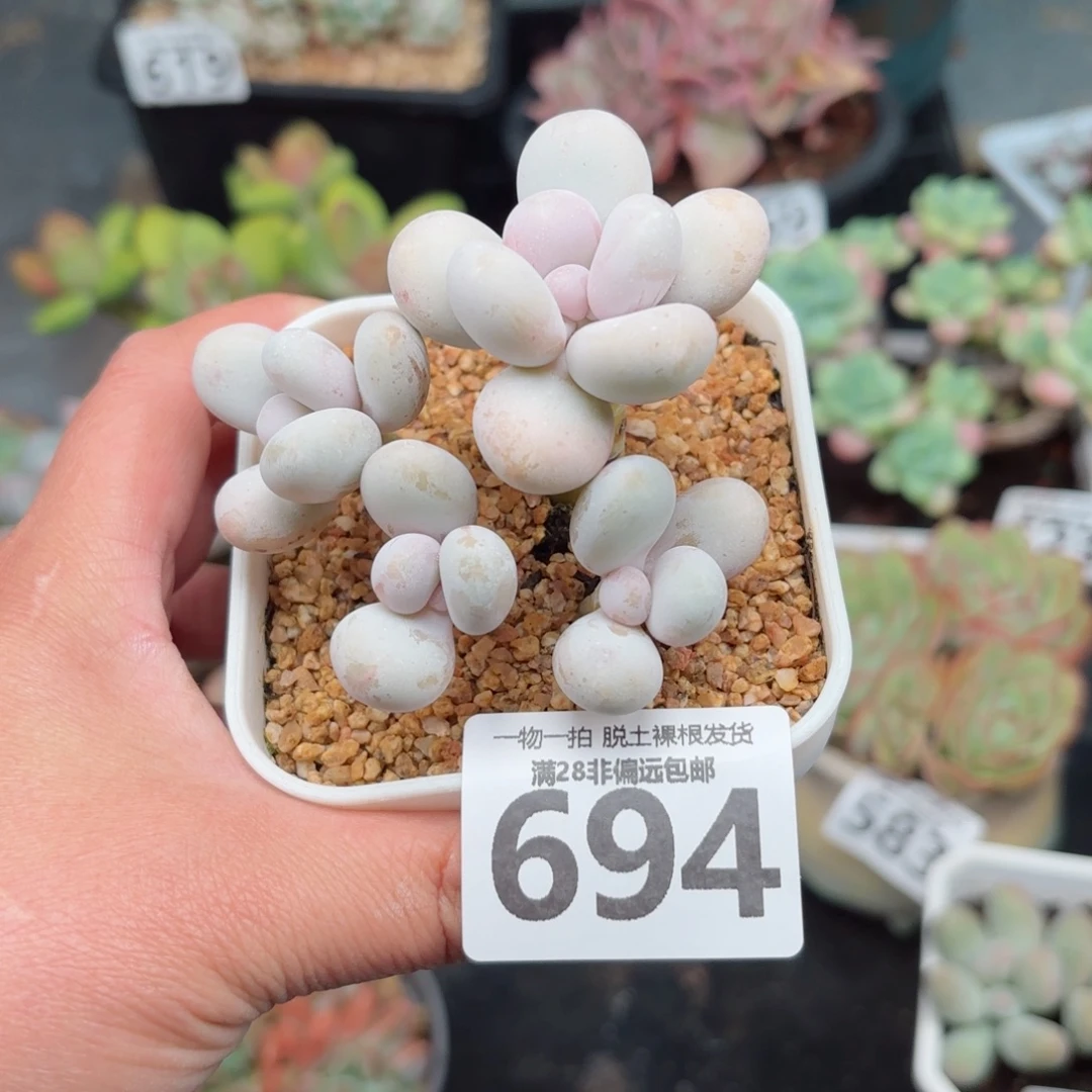 奶酪多肉无盆土发货