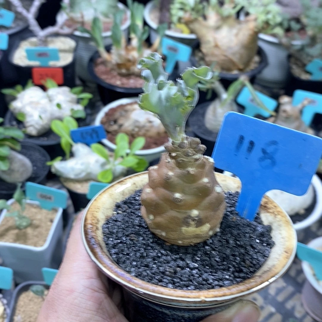 蛮鬼塔厚炖菊杂刨花厚炖菊