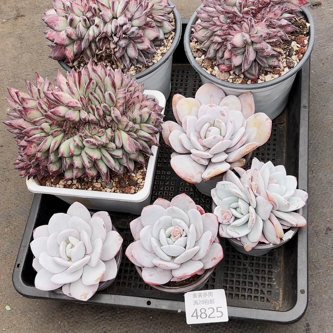 9号周**姐我们的确是一4825