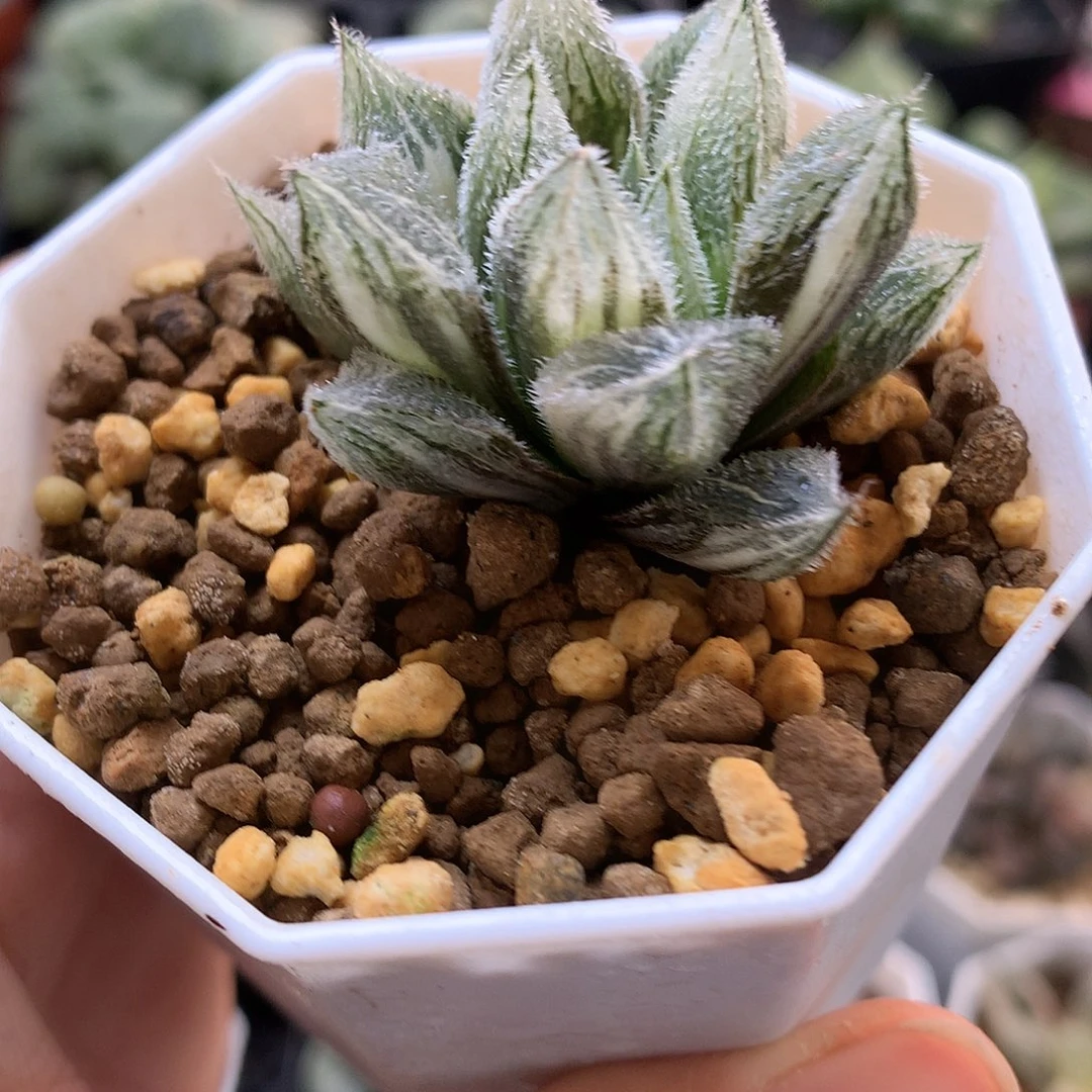 绘卷锦带盆土发货tjlo