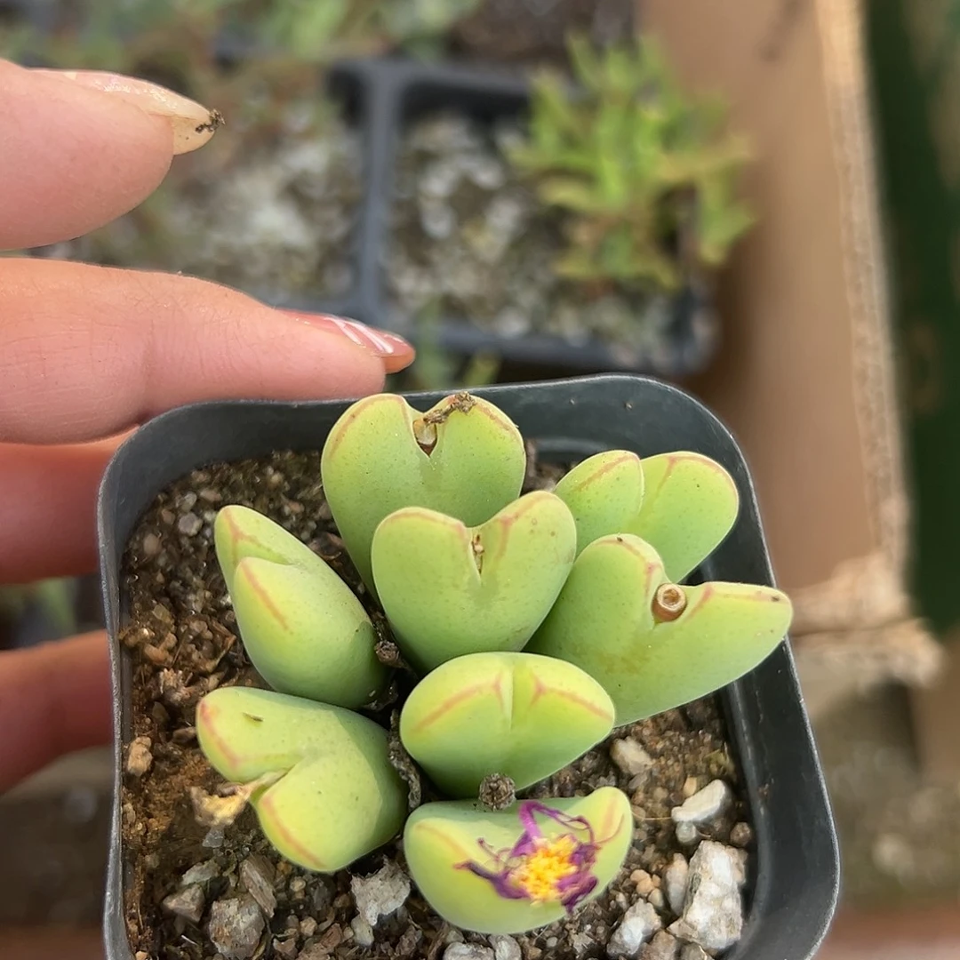多肉植物多肉植物