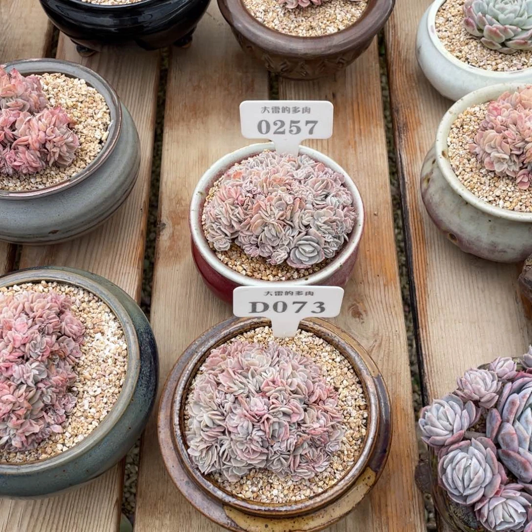 柳****园0257073蓝色惊喜啦啦啦