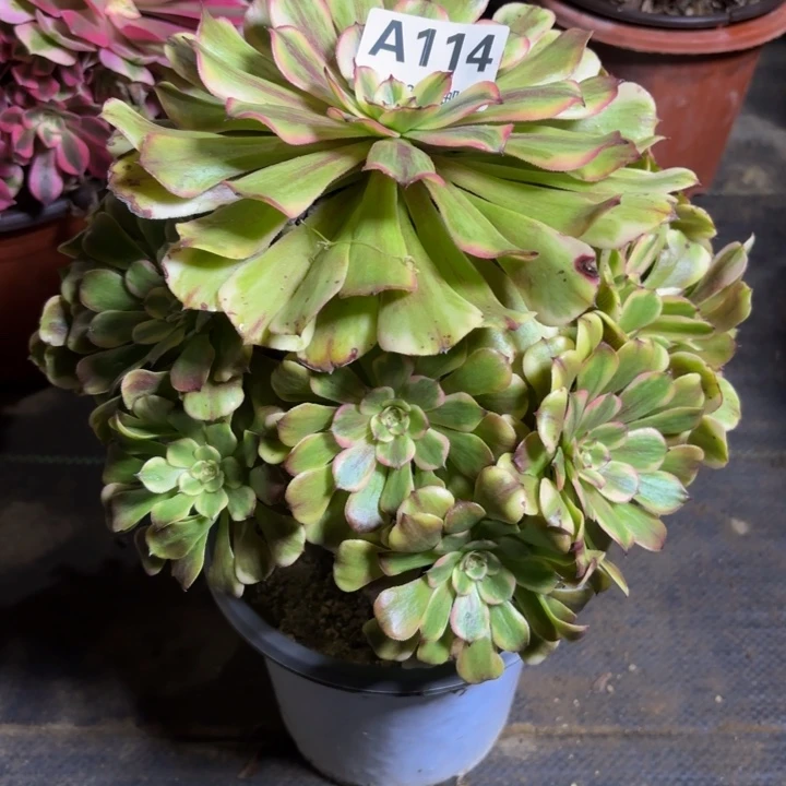 瑞妈，，。。。。114沙皇，