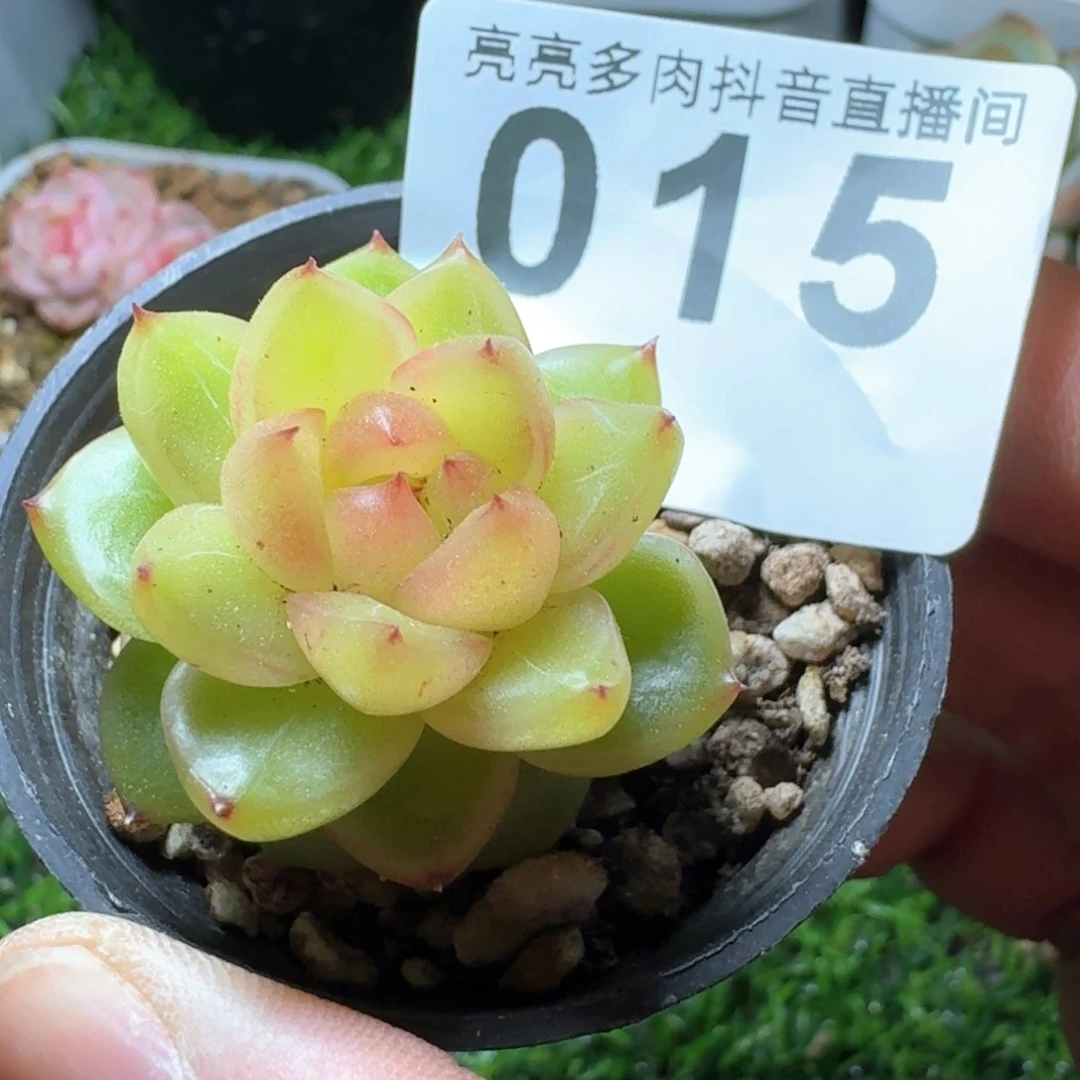 空灵珍妮         多肉植物