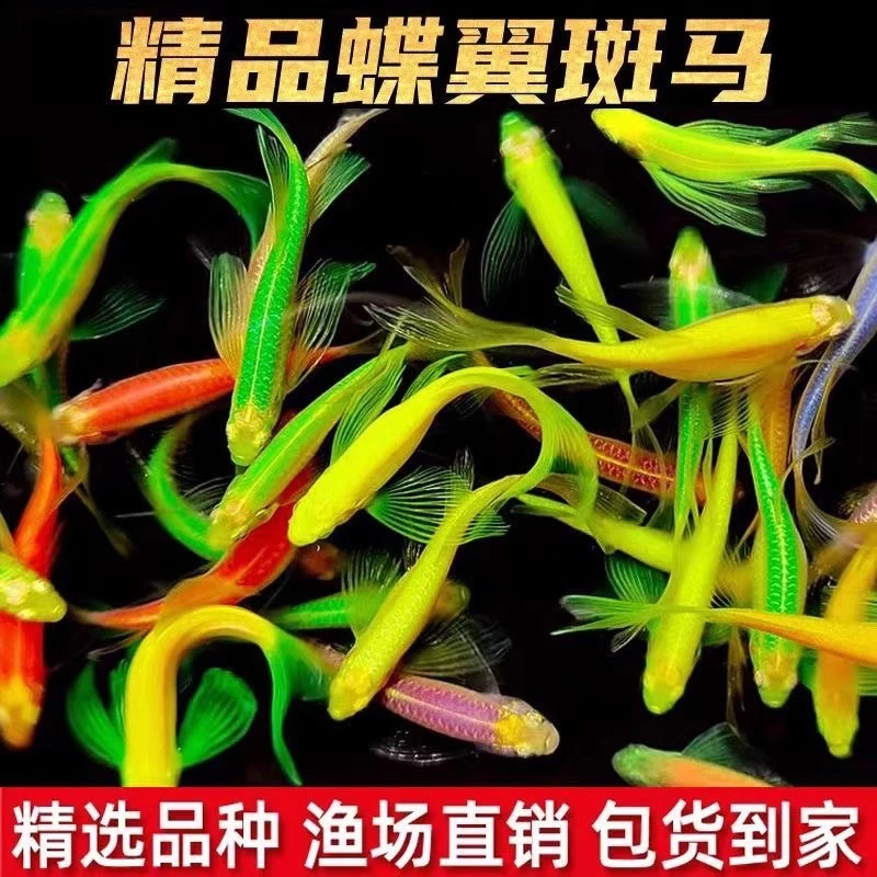 【蝶翼斑马】热带养殖鱼观赏鱼蝶翼斑马鱼小型好养活鱼