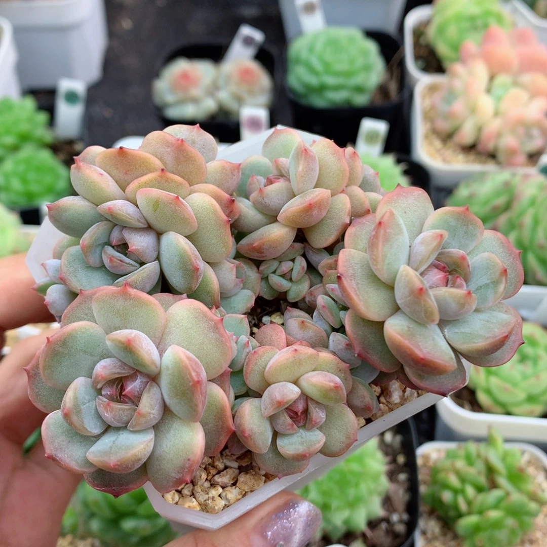 58包邮  群生不包整红恋13
