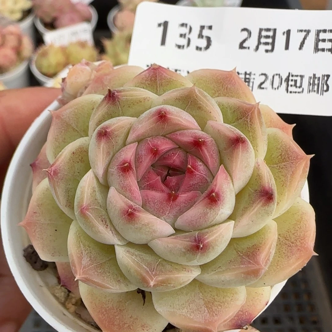 花语逸境0217-135