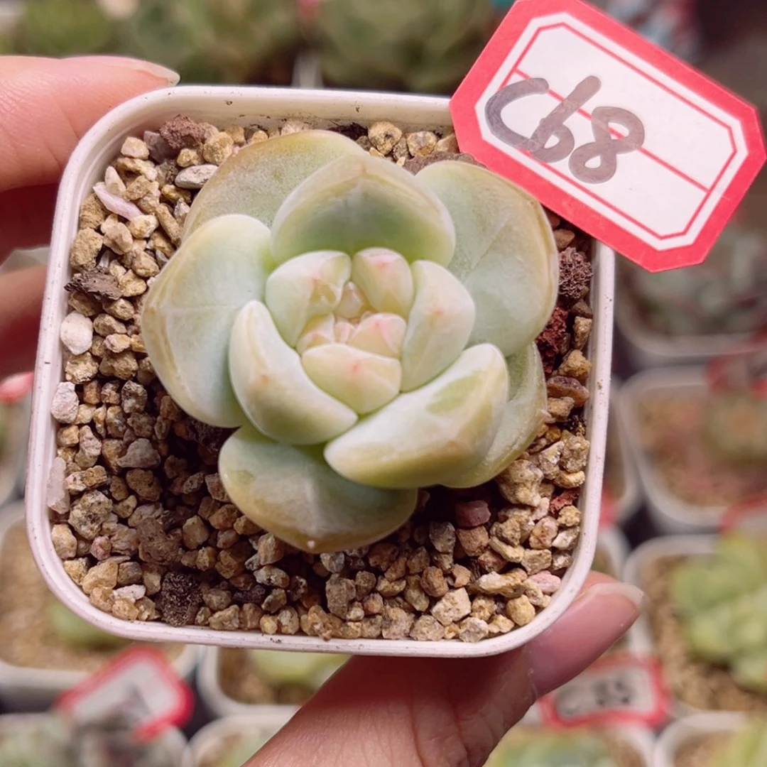 C68 一物一拍 珍妮放漏18包邮