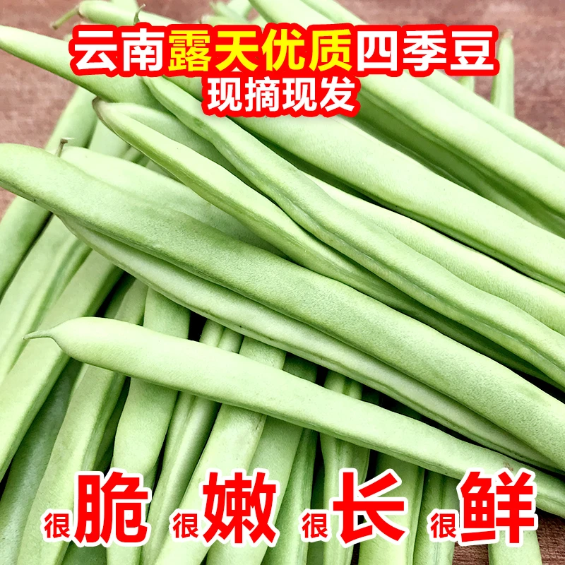 四季豆（精挑细选净重发货） 云南优质露天高原蔬菜新鲜现摘现发