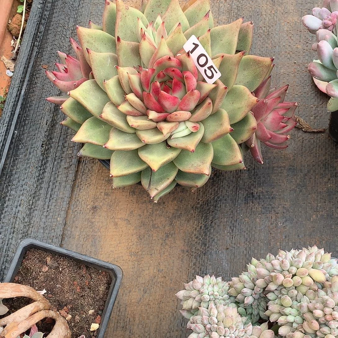 105乌木 一物一拍多肉