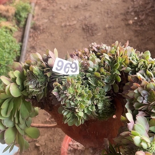 霞***姐多肉植物一个微瑕969