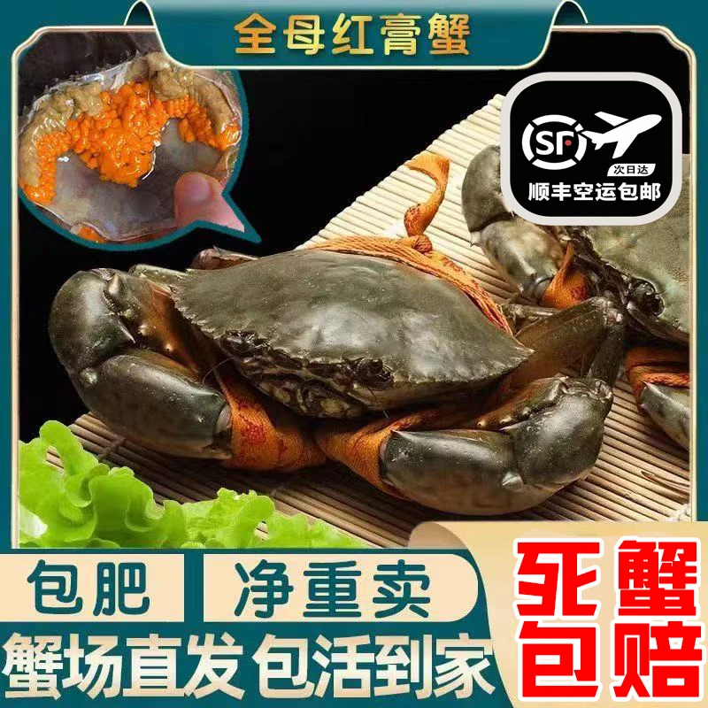 【顺丰包活到家】发5只红膏蟹 包有膏包肥 2-3两/只600g起