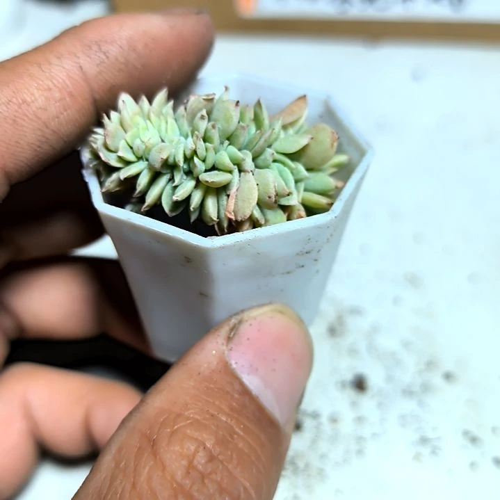 满6元包邮，三色堇缀化