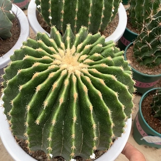 琪***琪一个大裸虎仙人球