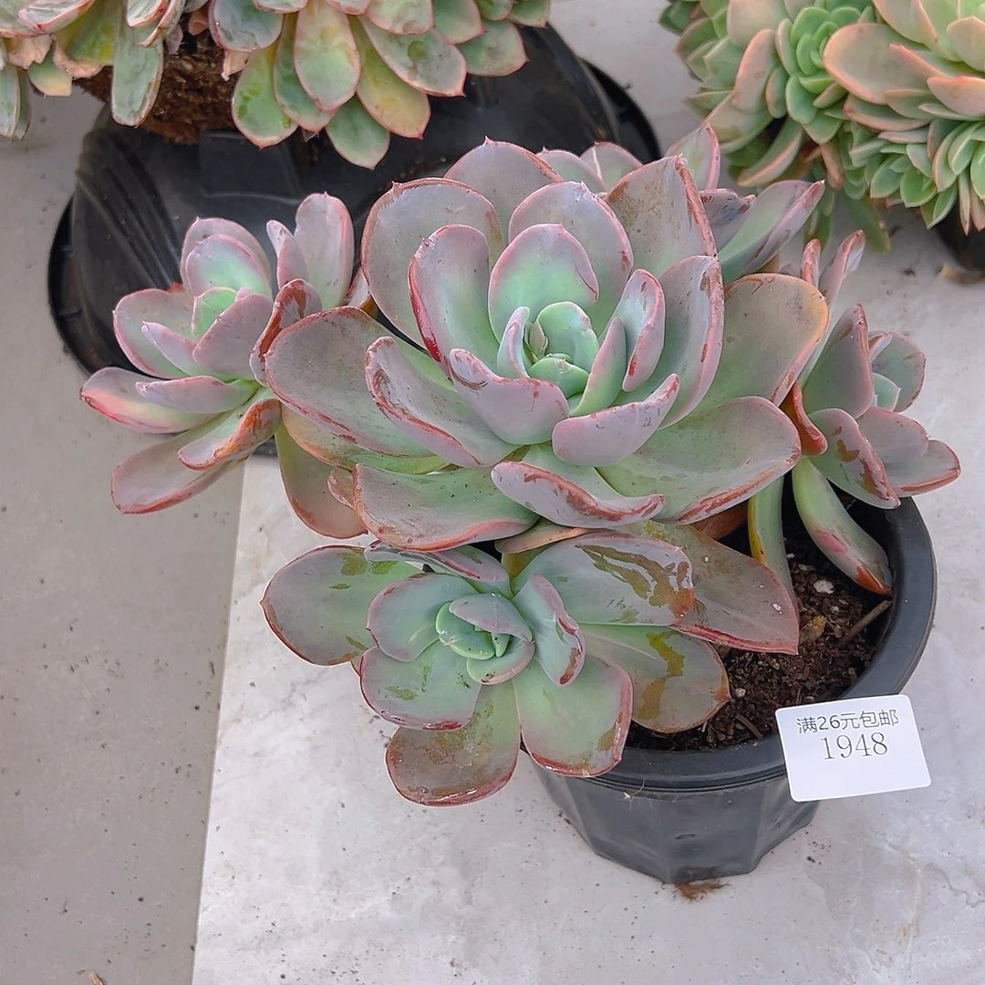 花***）1948疯狂锦多肉植物