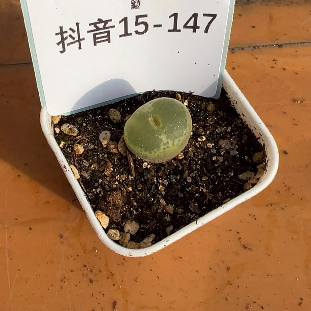 15-147粉红女郎风铃多肉植物